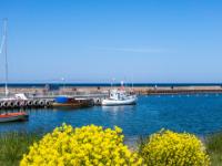 Gelbleuchtende Rapsbüschel am Hafen Lickershamn